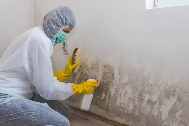 Best Post-Flood Mold Remediation in Richfield, UT