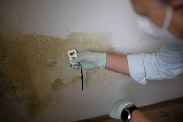 Best Localized Mold Remediation (e.g., coastal areas, humid climates) in Richfield, UT