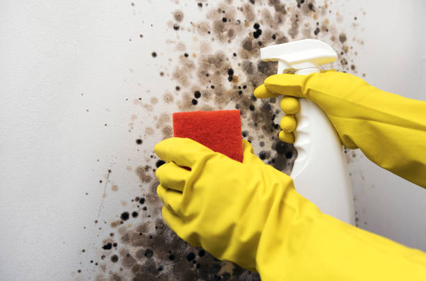 Best Residential Mold Remediation in Richfield, UT