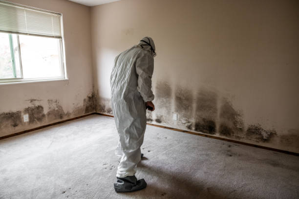 Professional Mold Remediation in Richfield, UT